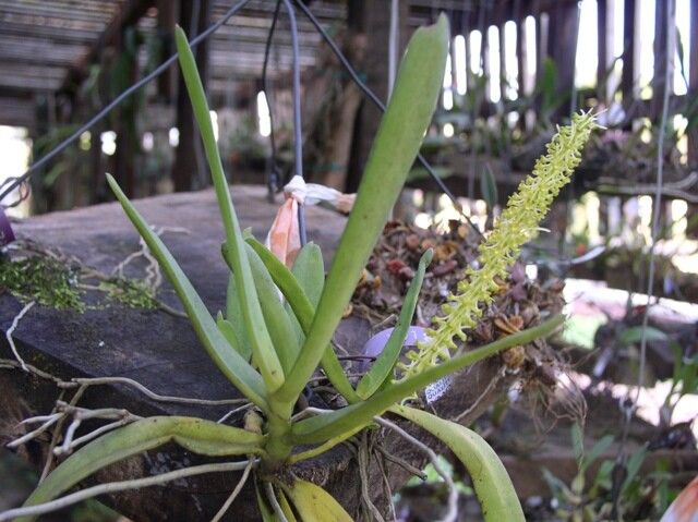 Diaphananthe odoratissima habit