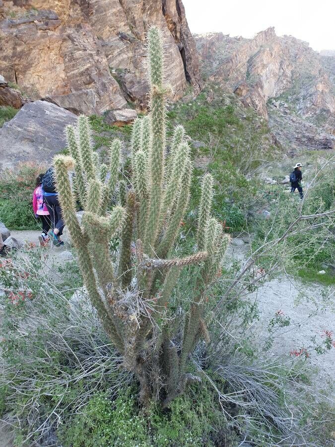 Cylindropuntia wolfii habit