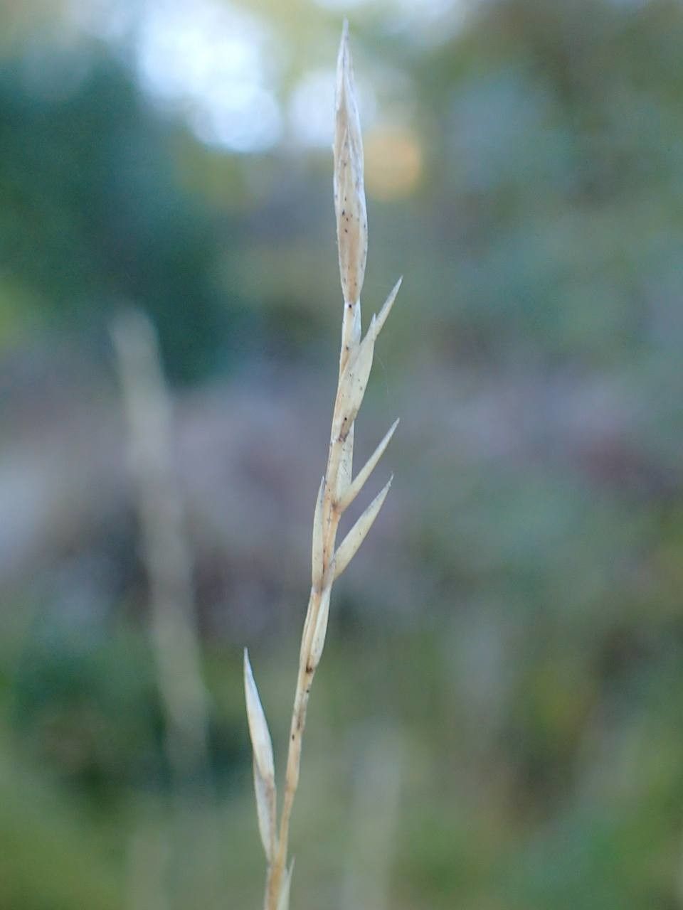 Festuca gautieri fruit