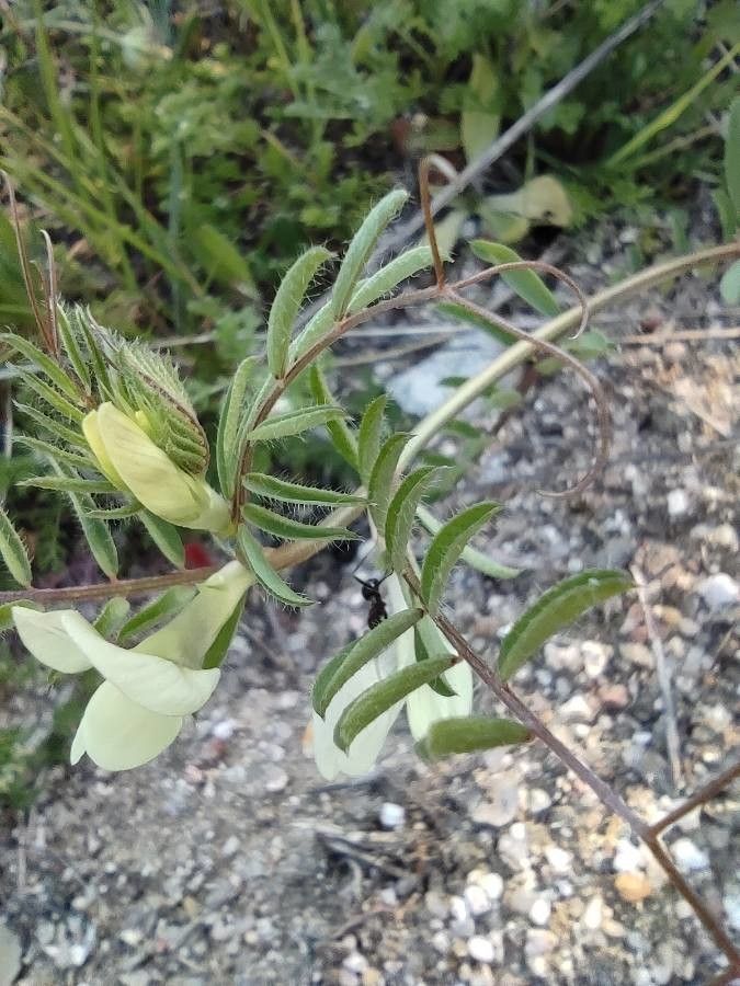 Vicia hybrida leaf