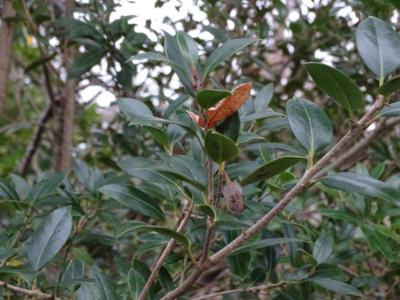 Olearia ilicifolia — search result for 'Olearia'