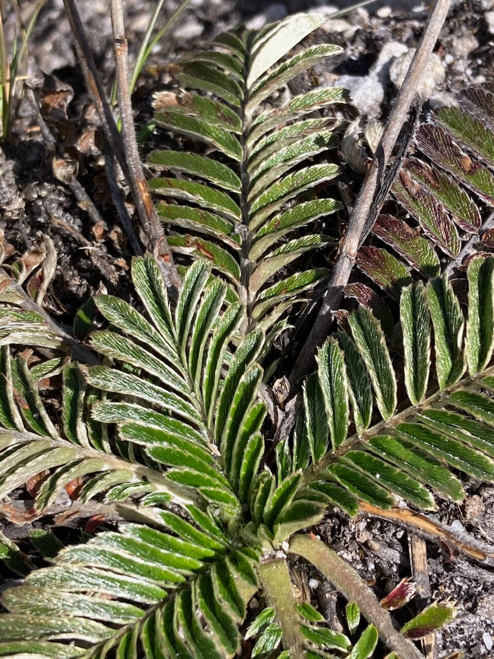 Acaena cylindristachya leaf