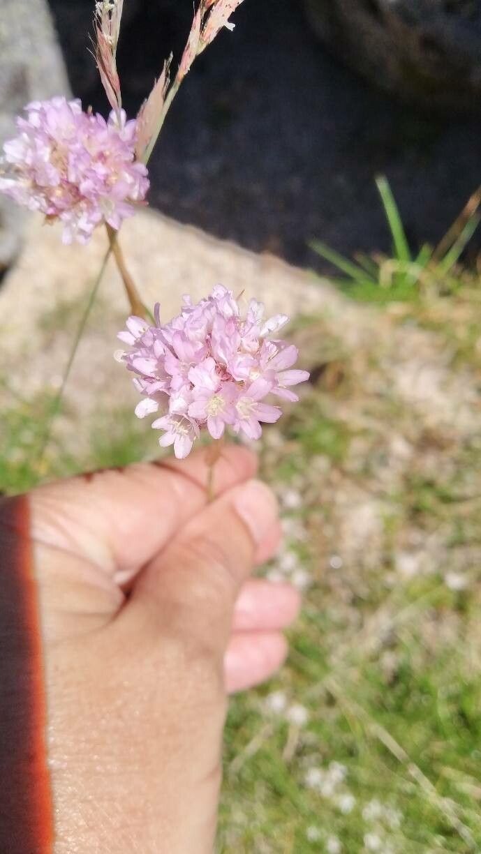 Armeria sampaioi flower