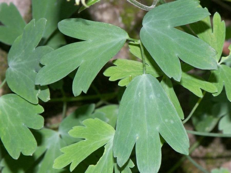 Aquilegia champagnatii — search result for 'Aquilegia'