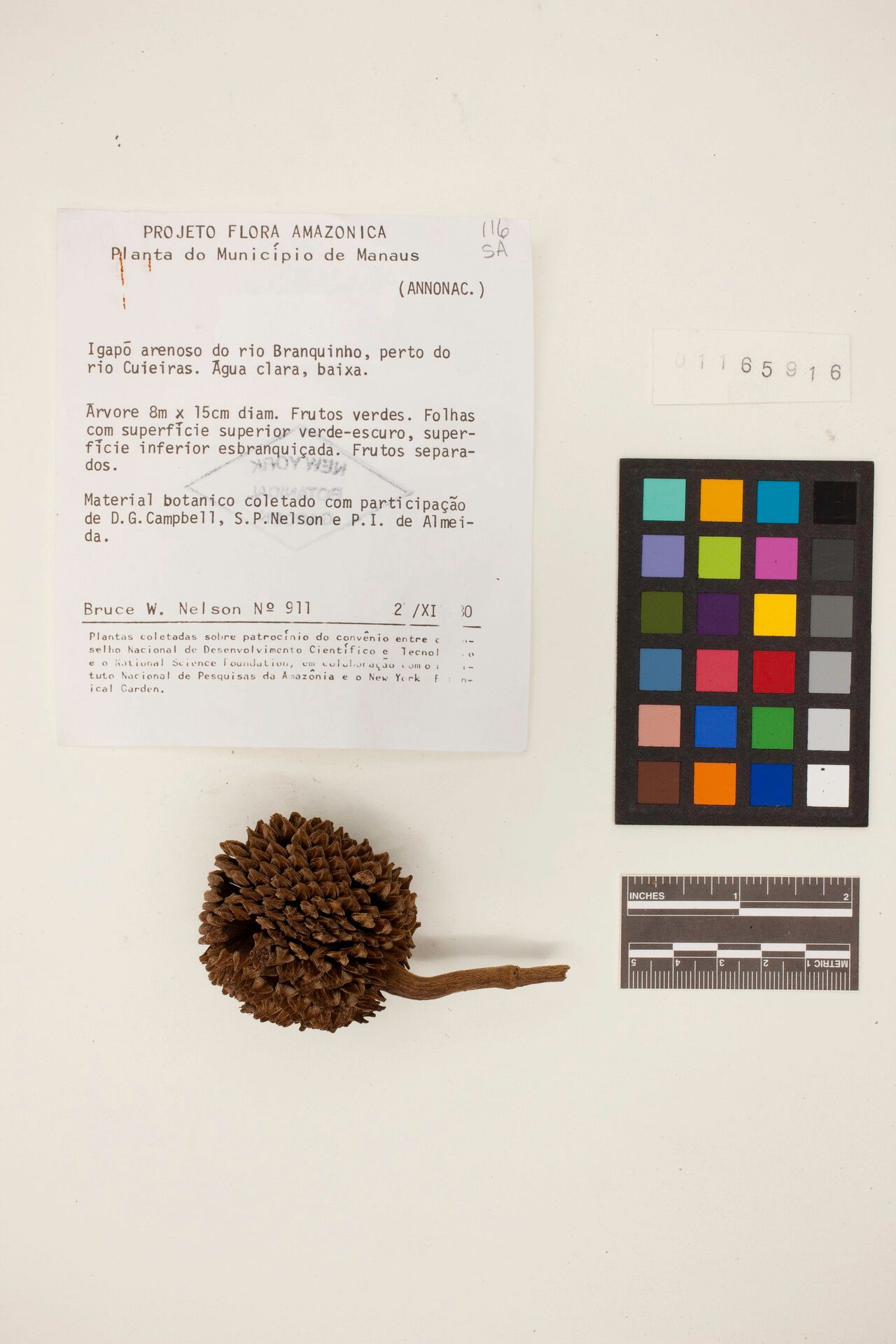 Duguetia uniflora fruit