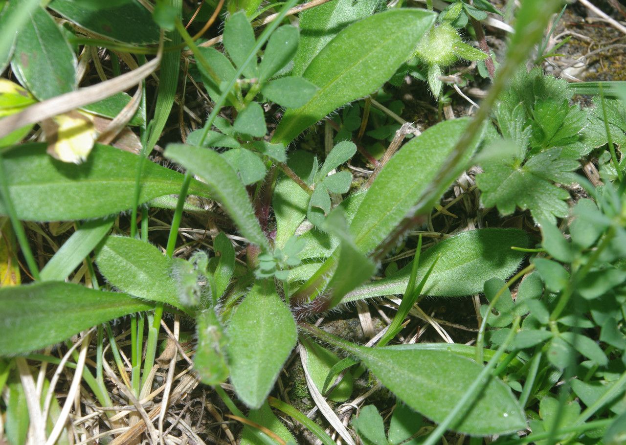Erigeron neglectus leaf