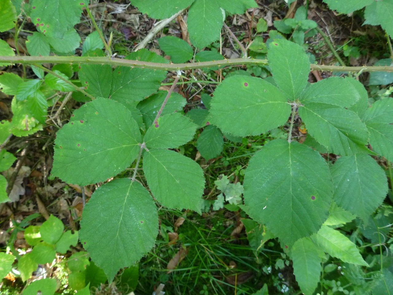 Rubus macrostachys — houseplant care guide