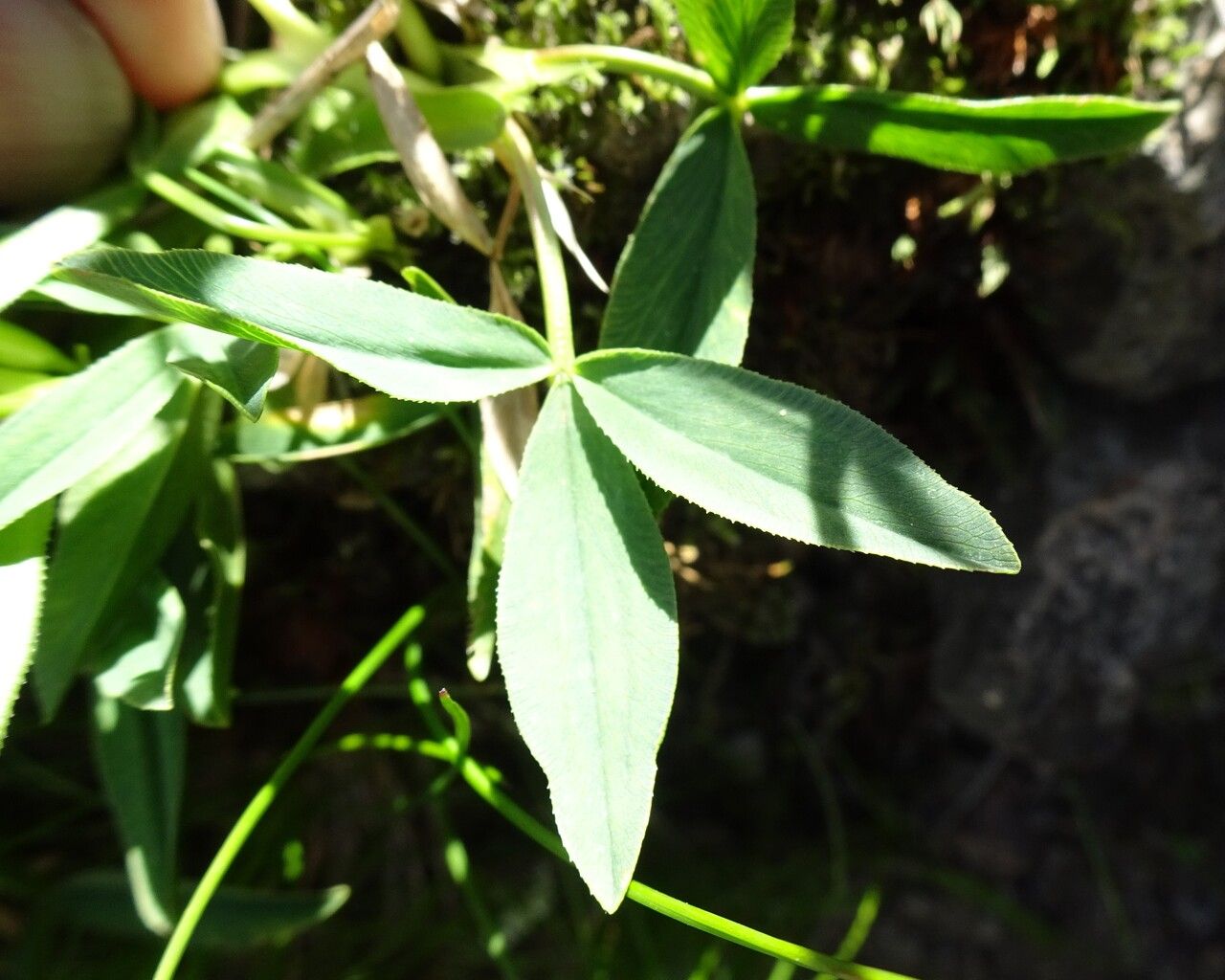 Trifolium alpinum