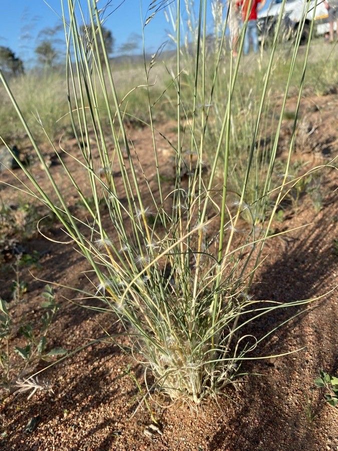 Stipagrostis ciliata leaf