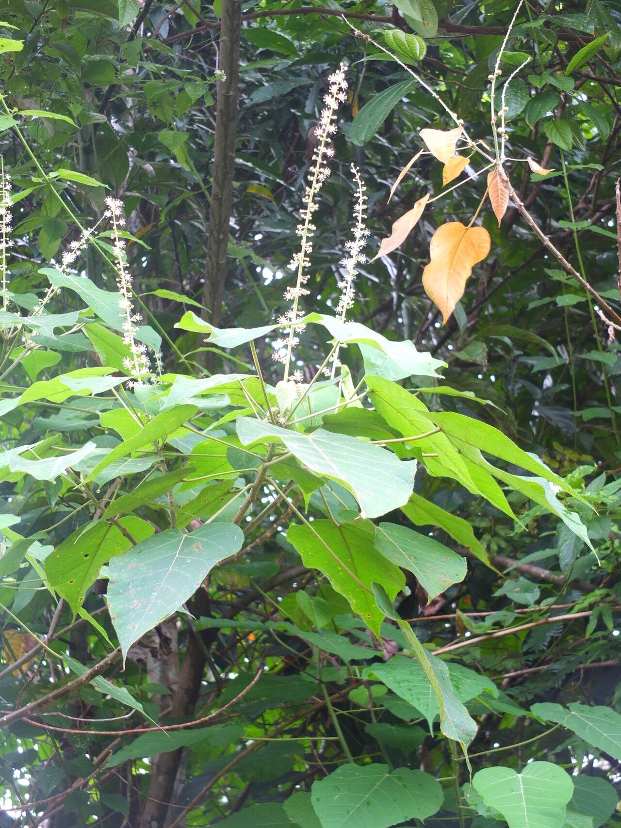 Croton draconoides habit
