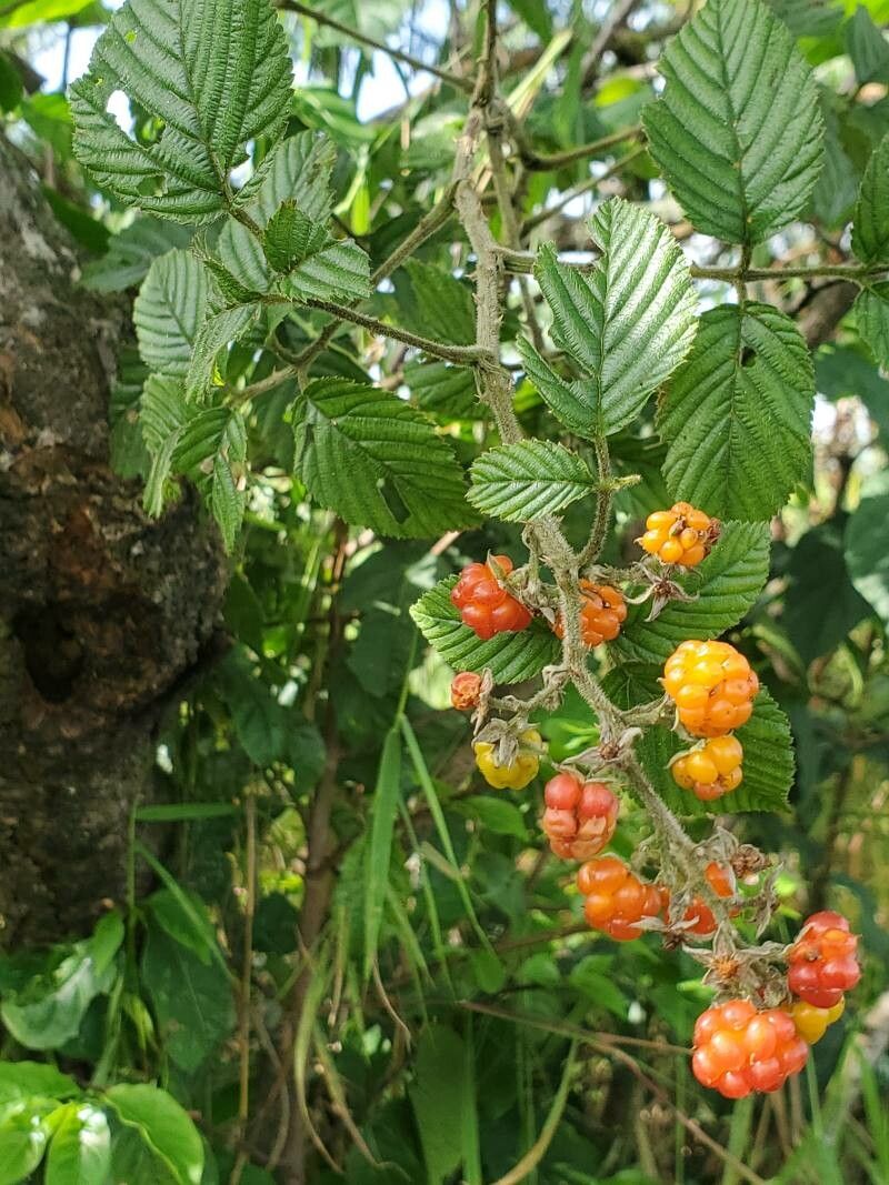 Rubus fellatae fruit