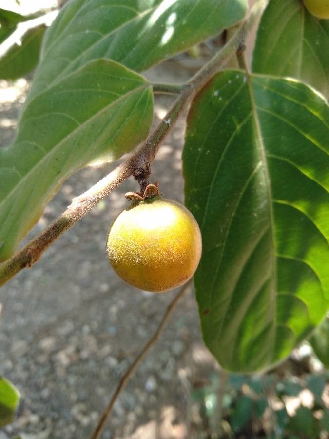 Diospyros dichrophylla fruit