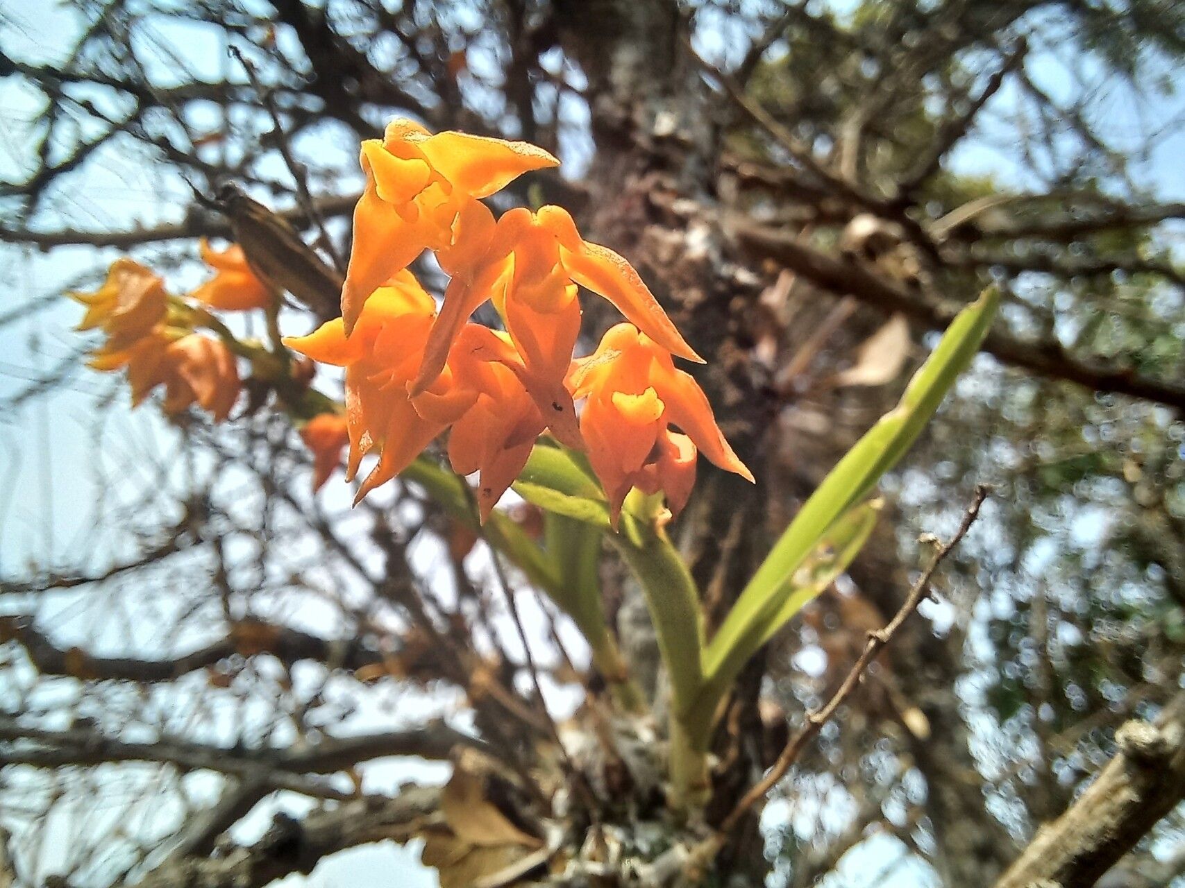 Polystachya epiphytica flower