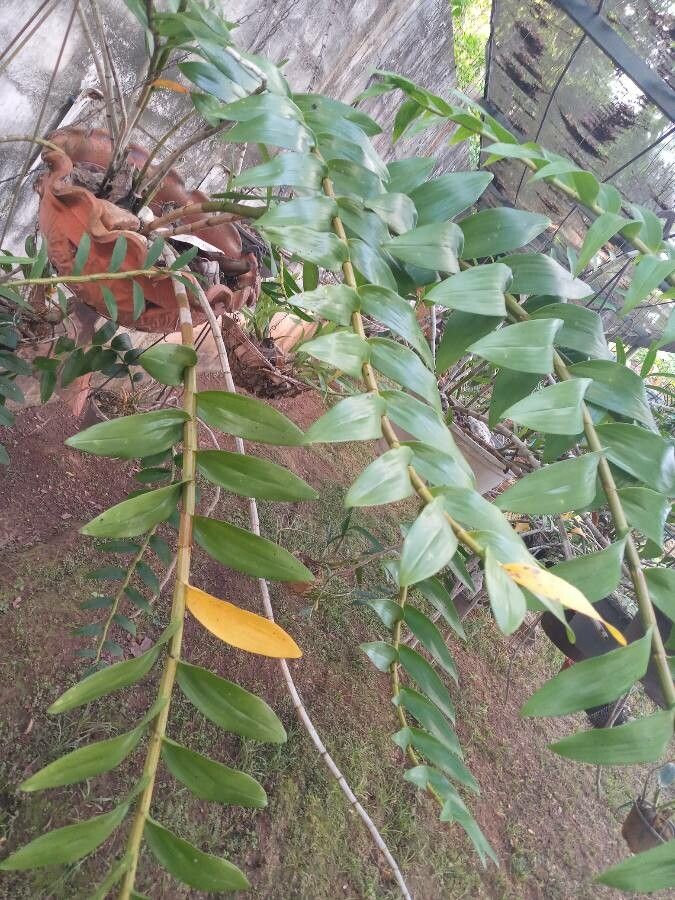 Dendrobium anosmum leaf