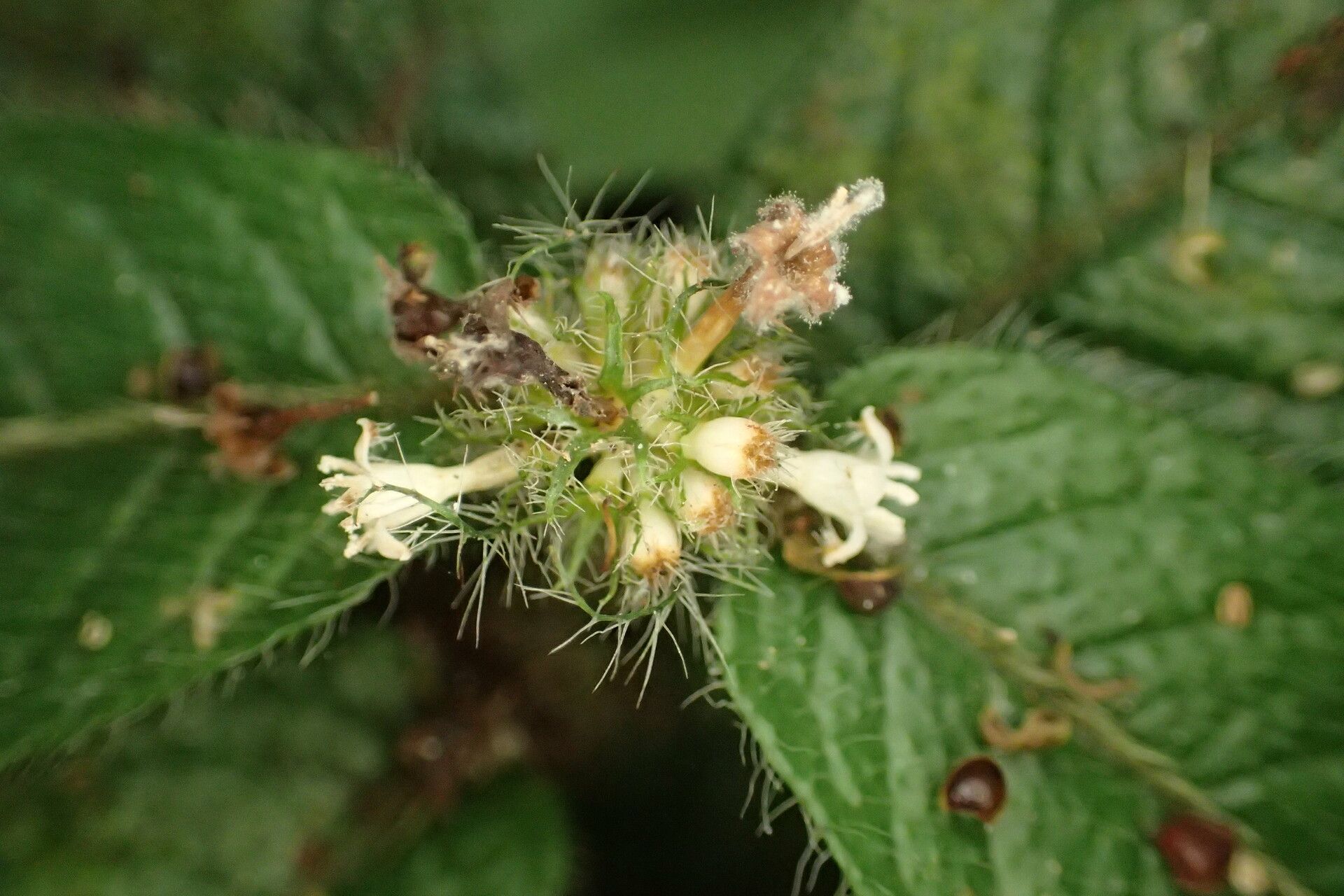 Psychotria fimbriatifolia flower