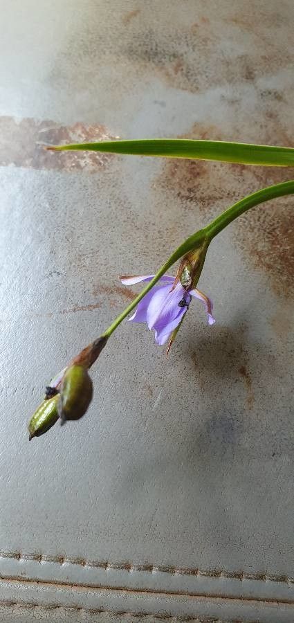 Aristea alata flower