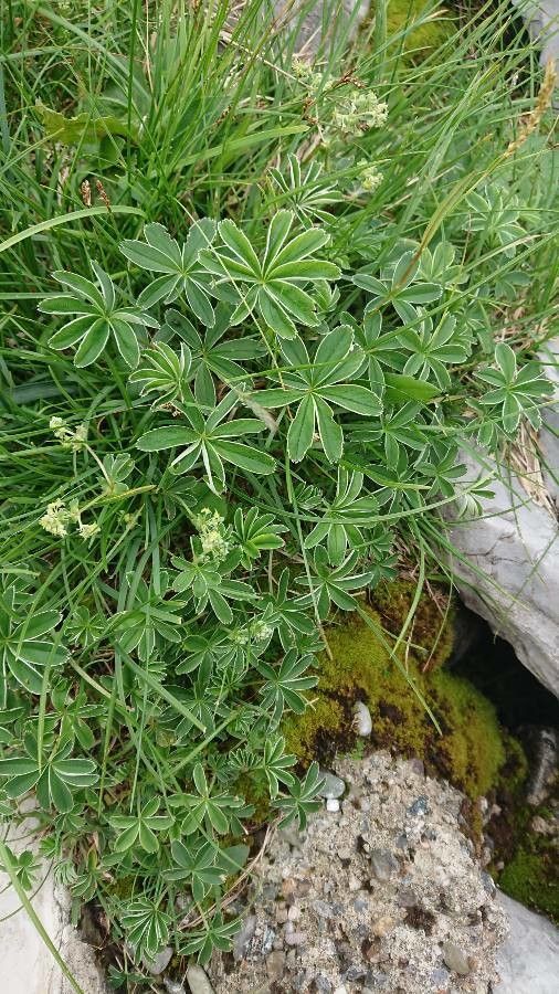 Alchemilla alpigena habit
