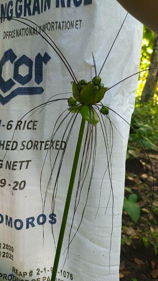 Tacca leontopetaloides fruit