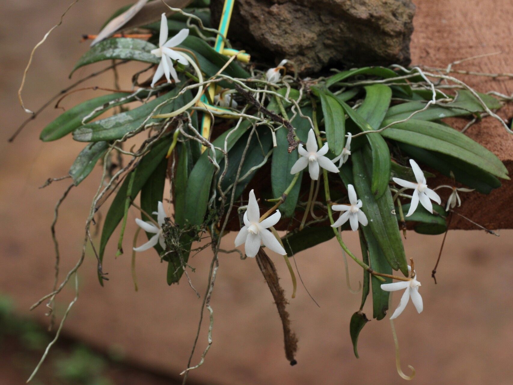 Aerangis calantha habit