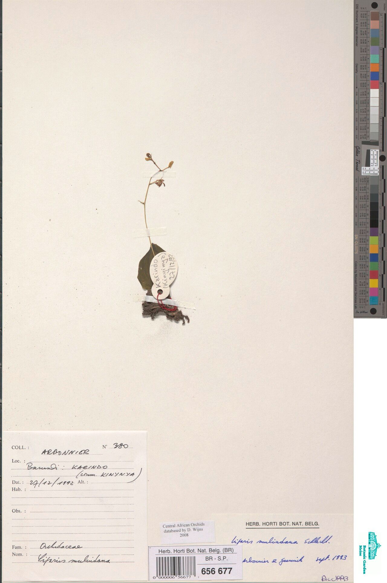 Liparis mulindana — houseplant care guide