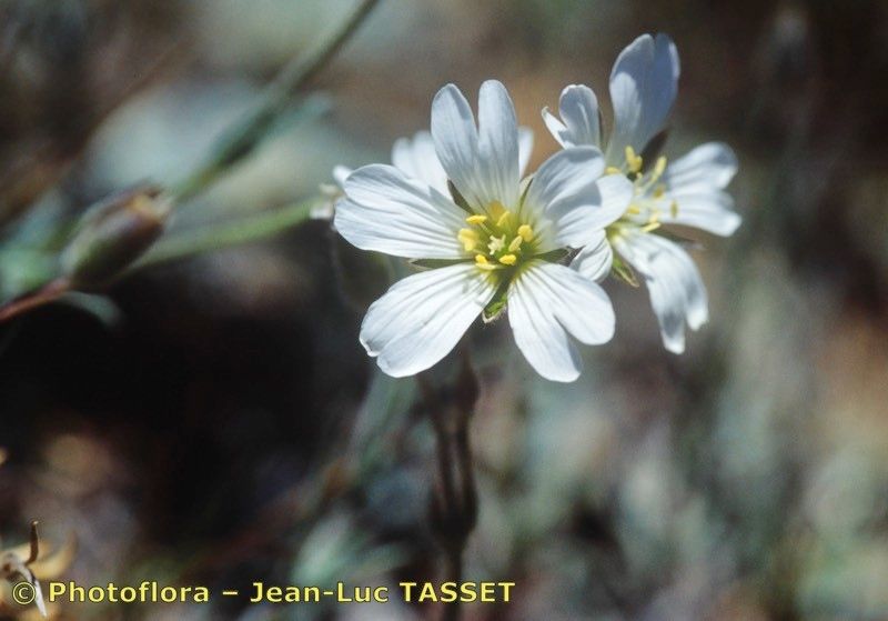 Cerastium boissierianum — search result for 'Cerastium'