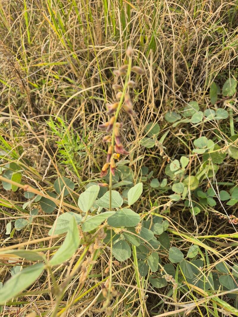 Rhynchosia sublobata flower