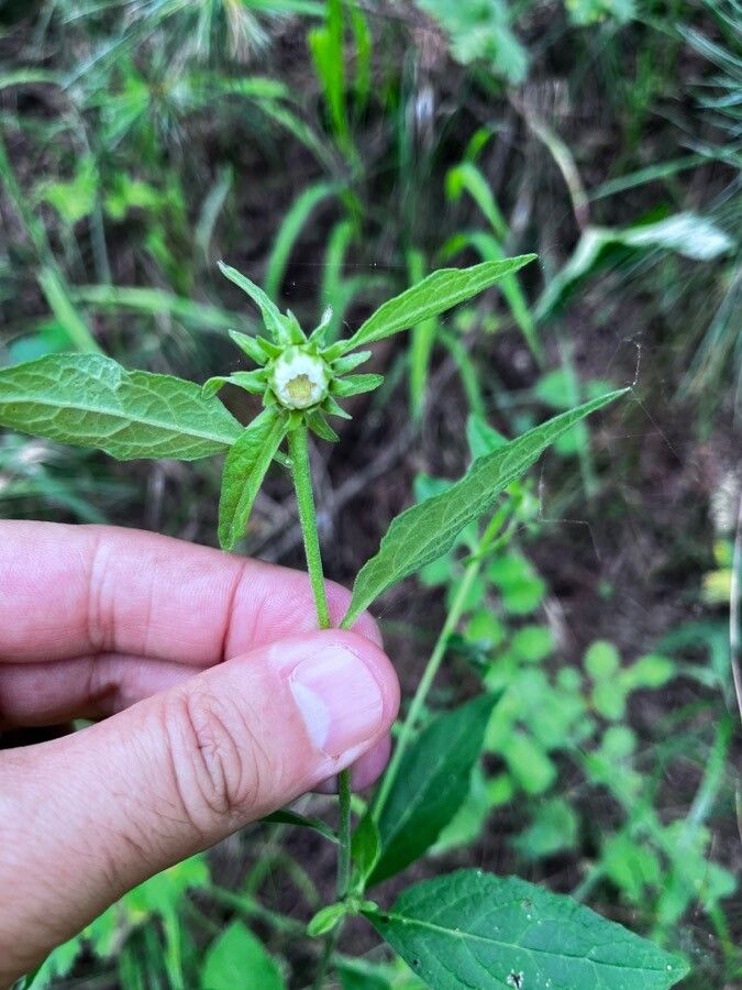 Carpesium cernuum flower