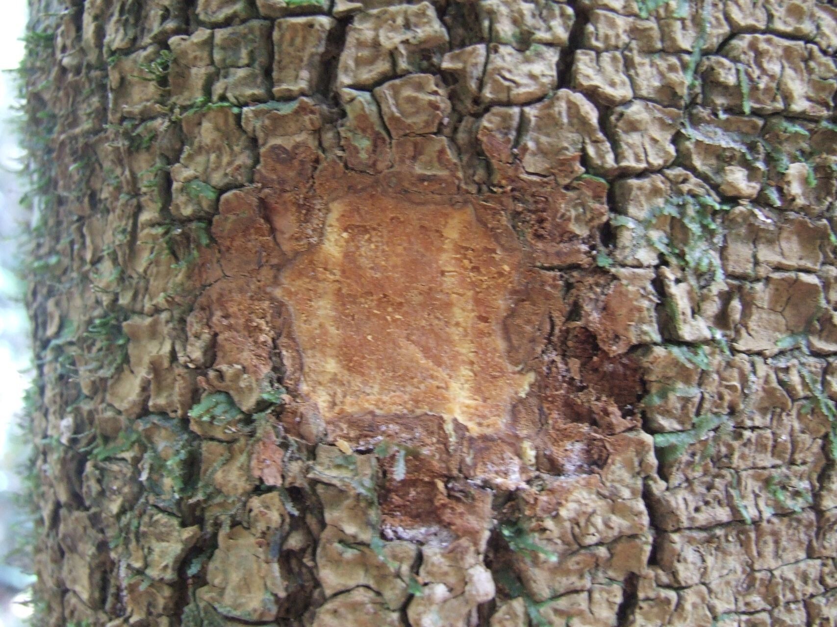 Ochrosia miana bark