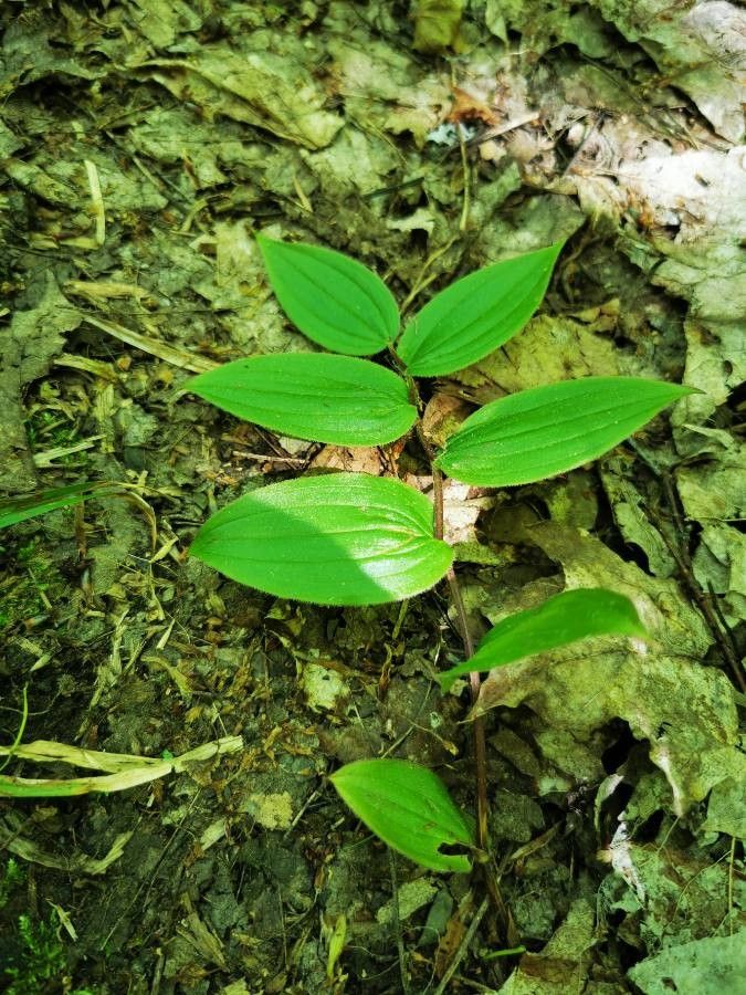 Streptopus lanceolatus leaf