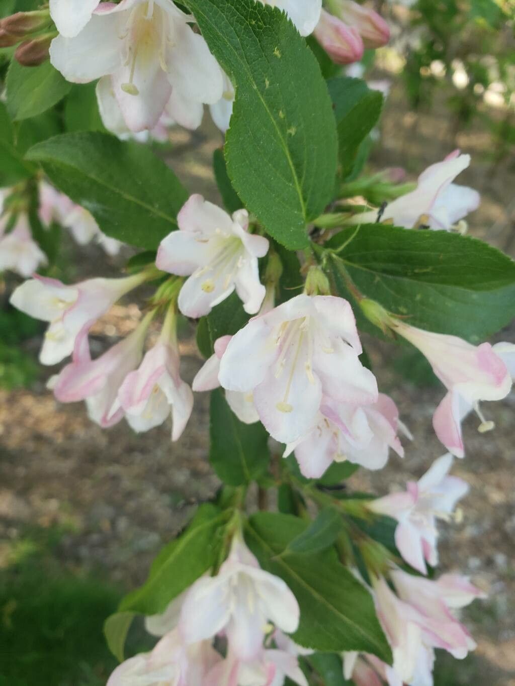 Weigela praecox flower
