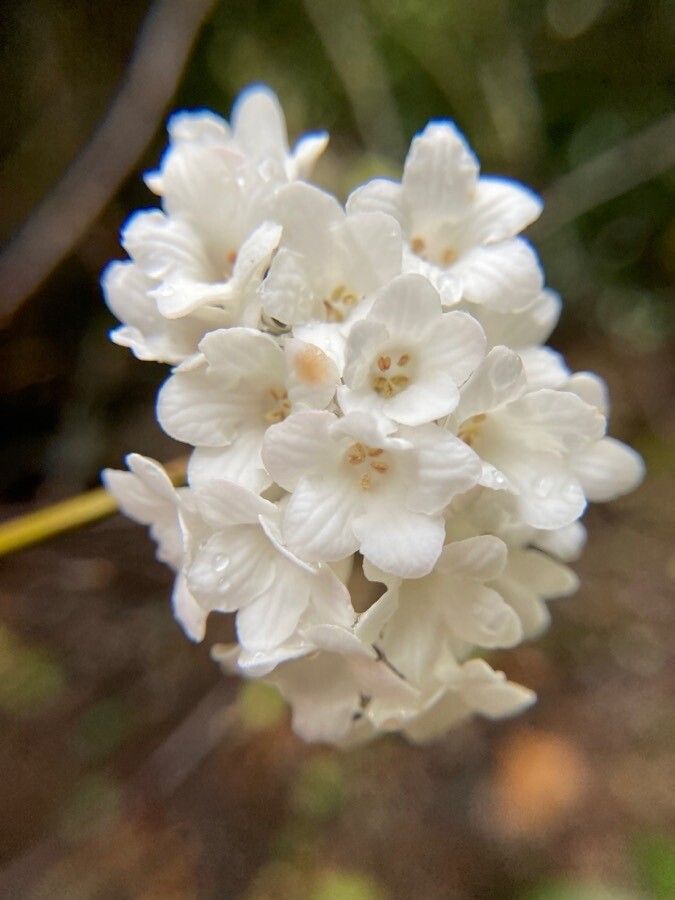 Viburnum grandiflorum flower
