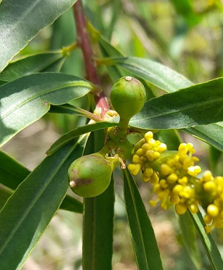 Sapium haematospermum fruit