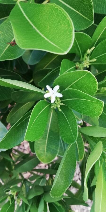 Ochrosia elliptica flower