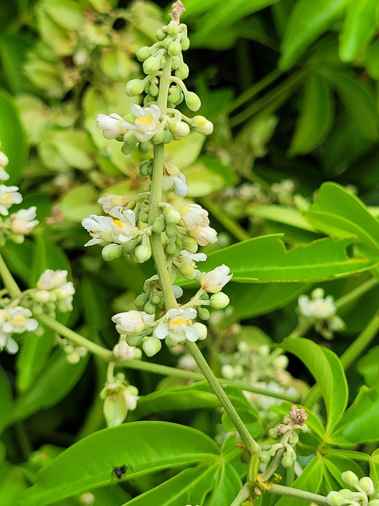 Serjania paucidentata flower