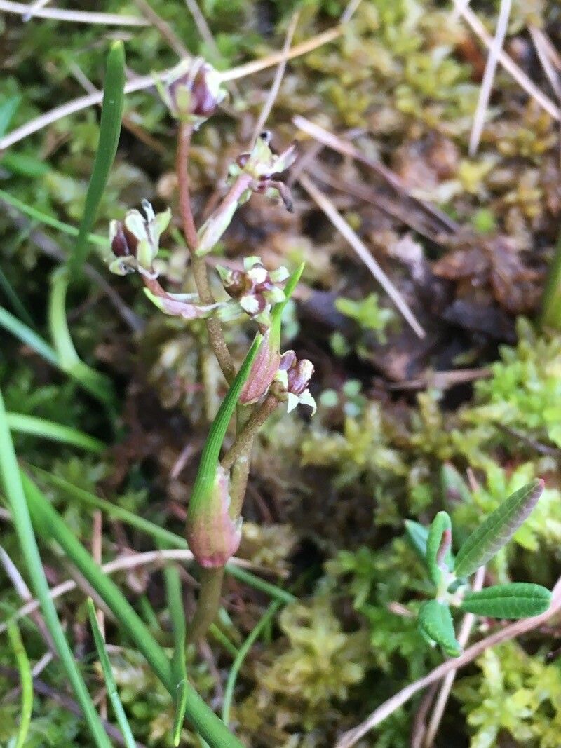 Scheuchzeria palustris flower