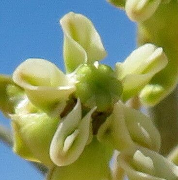 Gomphocarpus filiformis — related species from the same genus