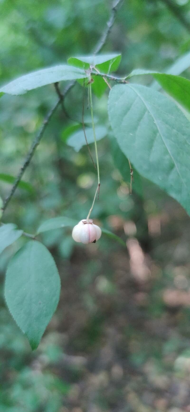 Euonymus verrucosa fruit