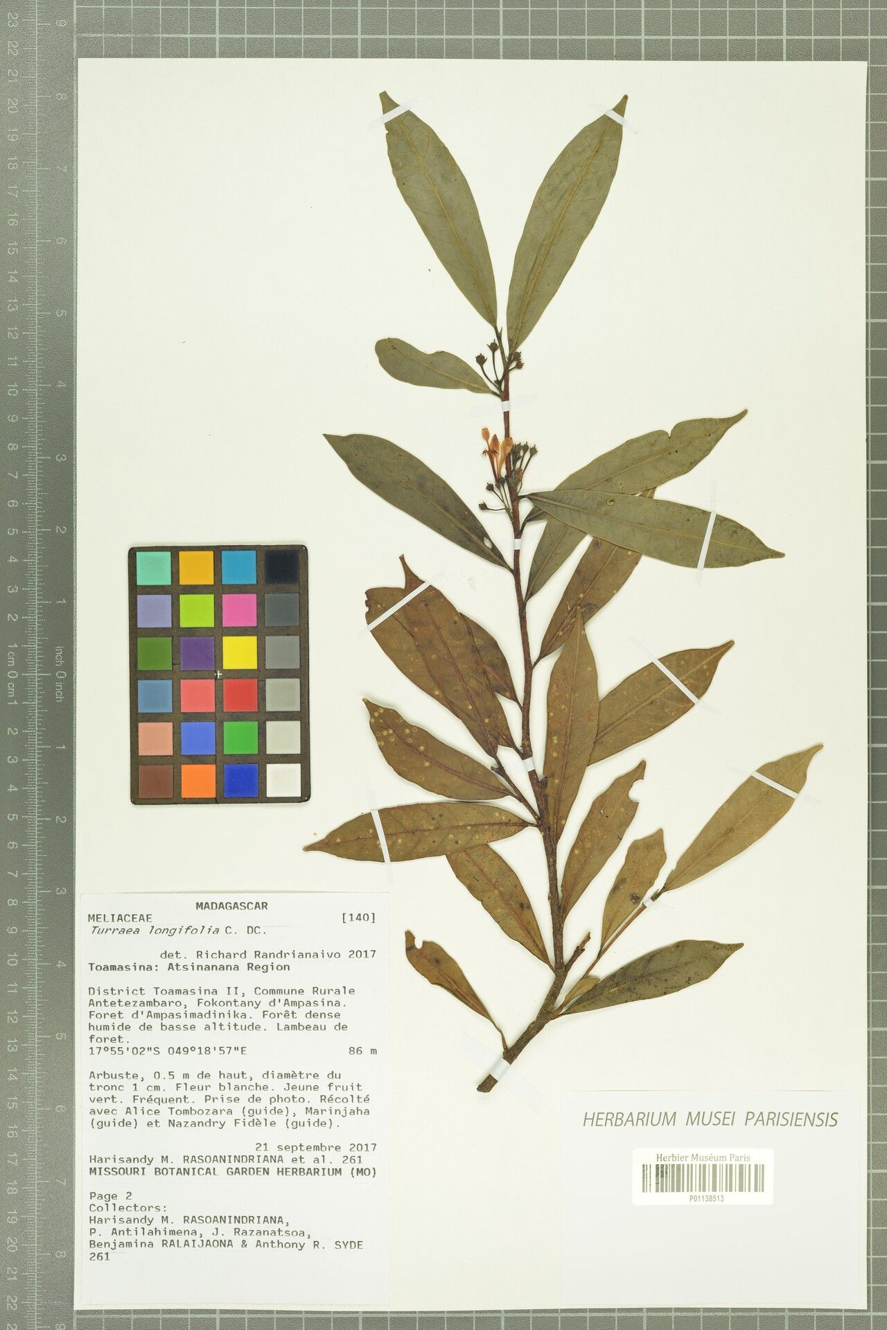 Turraea longifolia — houseplant care guide