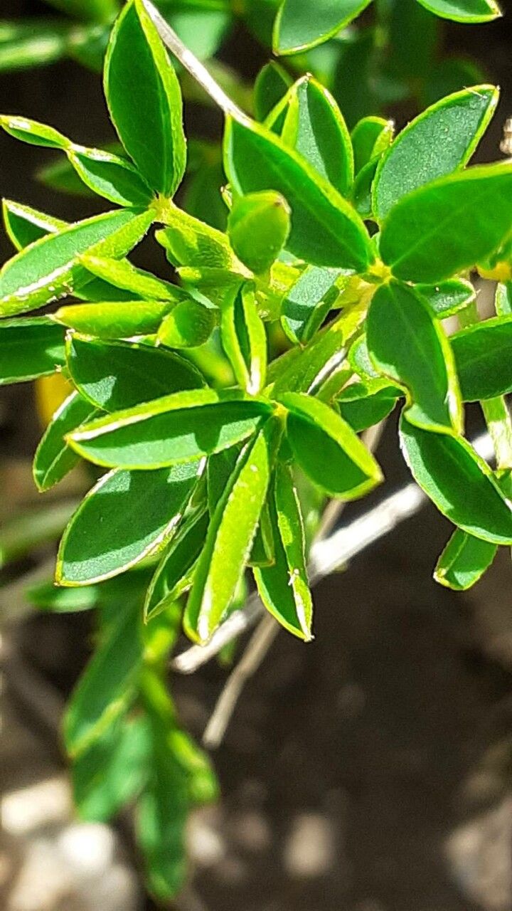 Cytisus emeriflorus leaf