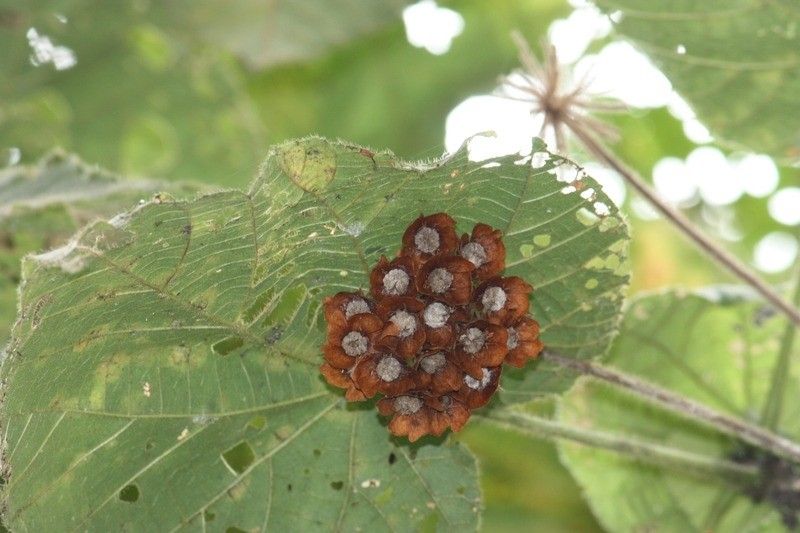 Dombeya pilosa fruit