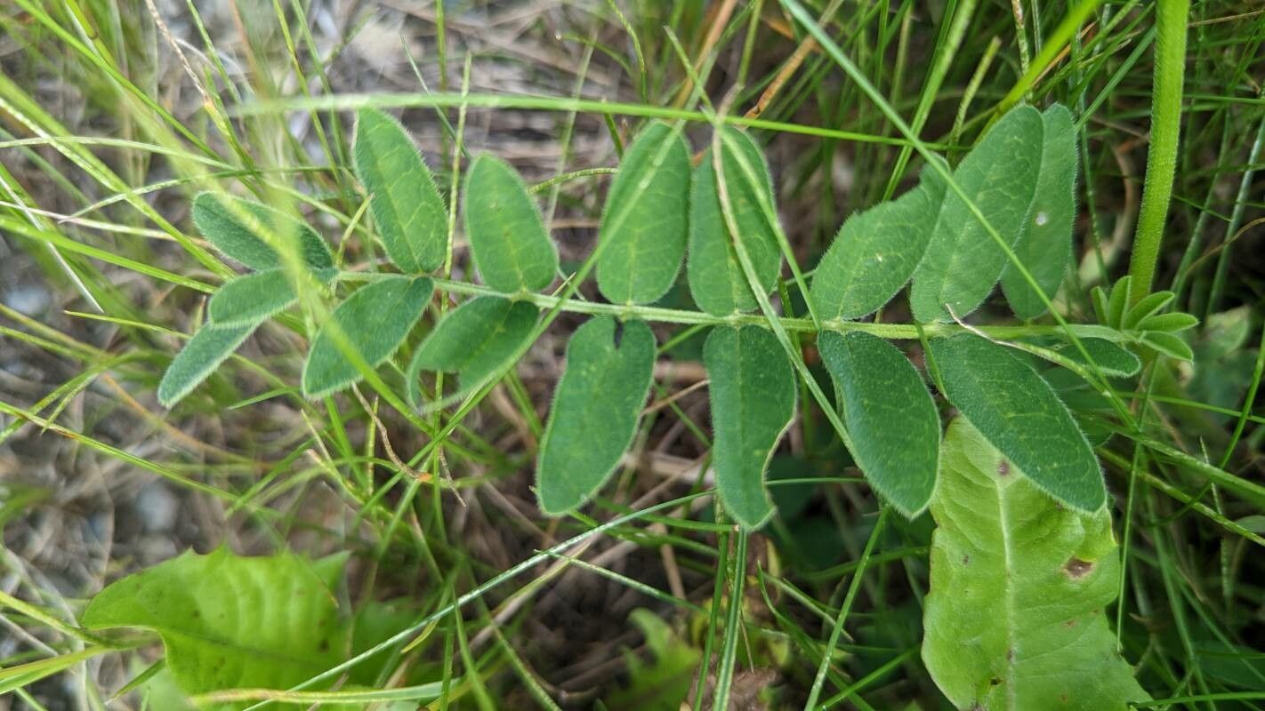 Astragalus cicer — search result for 'Astragalus'