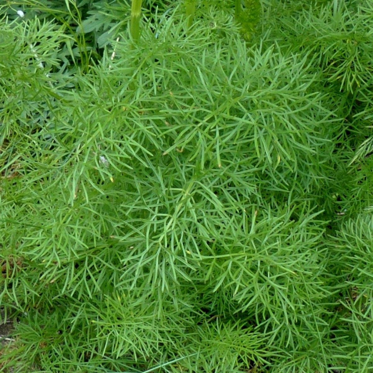 Seseli peucedanoides flower