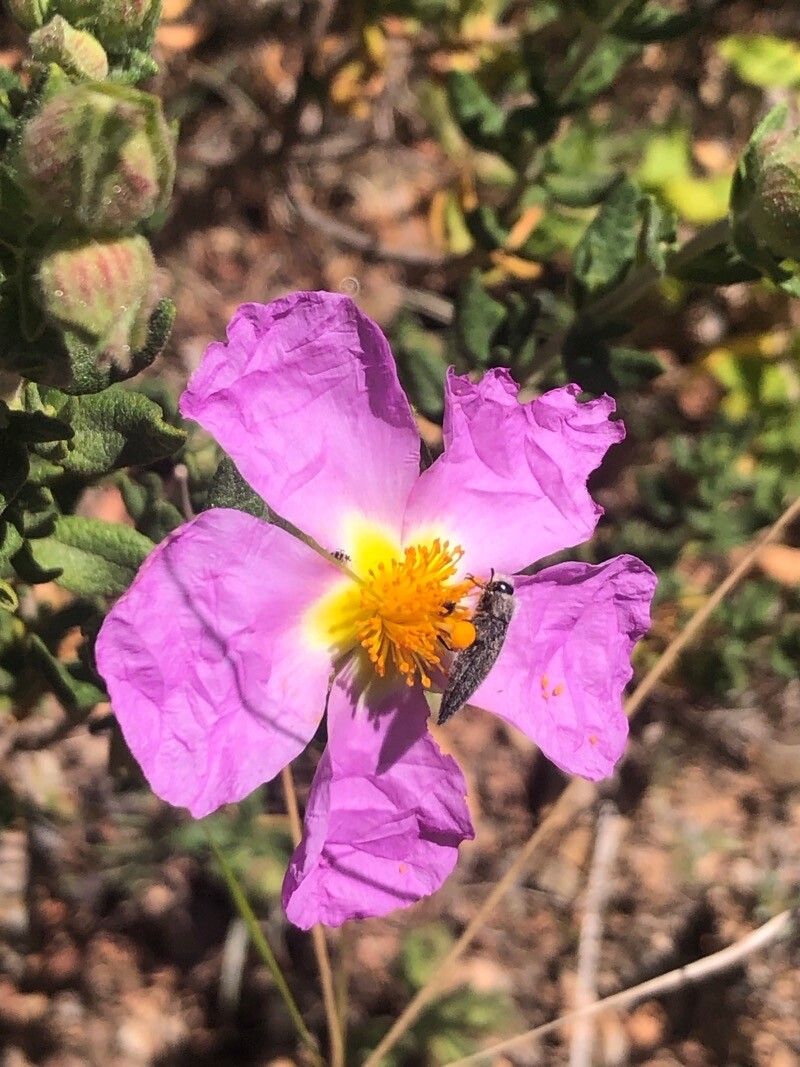 Cistus heterophyllus flower