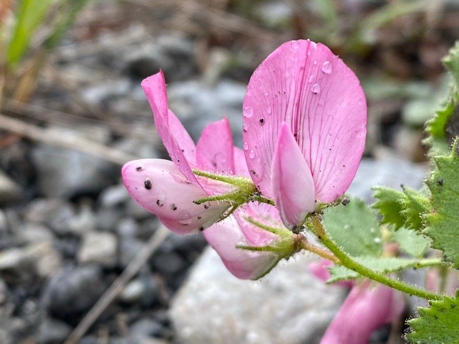 Ononis rotundifolia flower