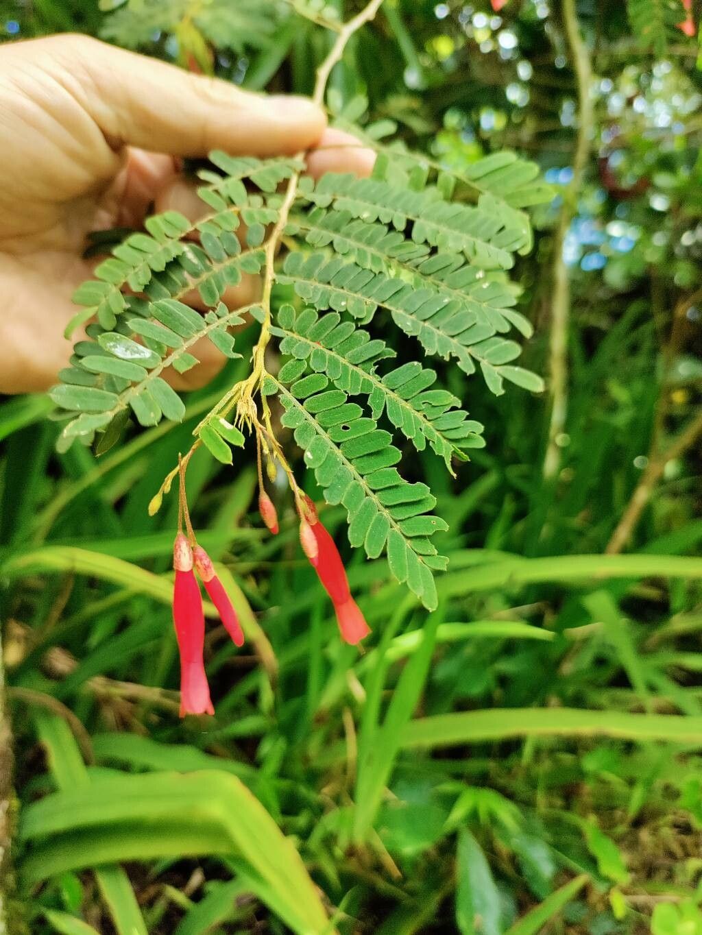 Barbieria pinnata — houseplant care guide