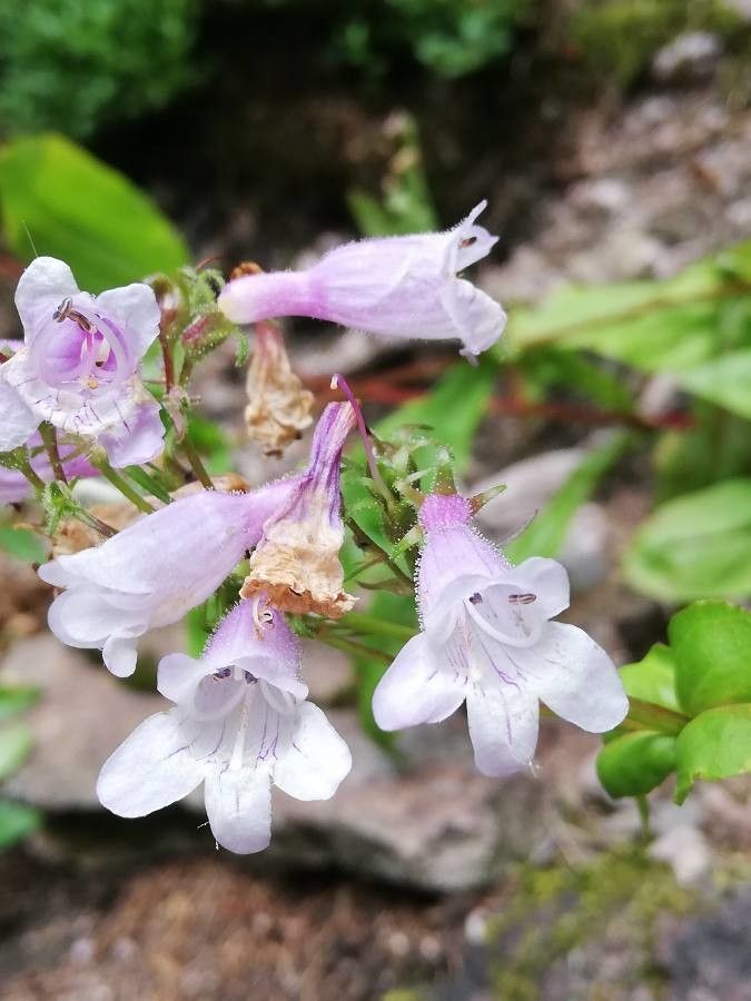 Penstemon palmeri flower