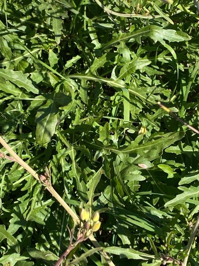 Diplotaxis tenuifolia