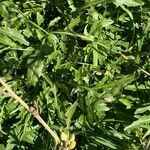 Diplotaxis tenuifolia