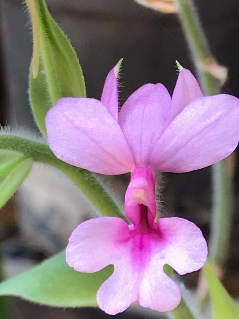 Calanthe rubens — houseplant care guide