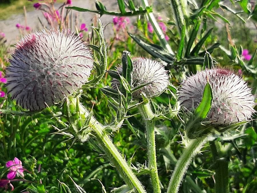 Cirsium eriophorum flower